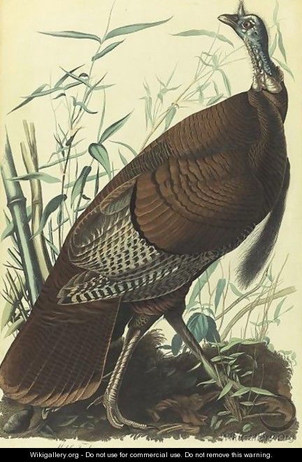 Wild Turkey, Male (Plate 1) - John James Audubon