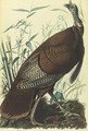 Wild Turkey, Male (Plate 1) - John James Audubon