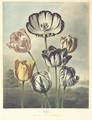 Temple Of Flora Tulips - Robert John Thornton
