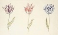 Three Tulips 'Van Ijsertsen', 'Witte Mervelye' And 'Admirael Latour' - Dutch School