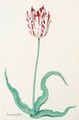 A Tulip 'Semper Augustus' - Pieter the Younger Holsteyn