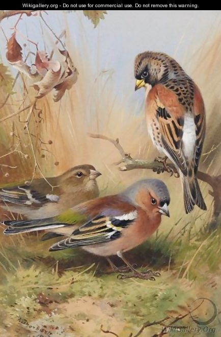 A Brambling And A Pair Of Chaffinches - Archibald Thorburn