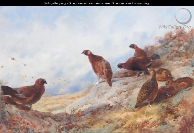 Cock And Hen Red Grouse High On The Moor - Archibald Thorburn