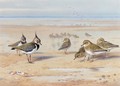 Lapwing And Golden Plover 2 - Archibald Thorburn