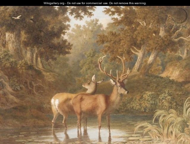 Deer In A Woodland Pool - Robert Hills