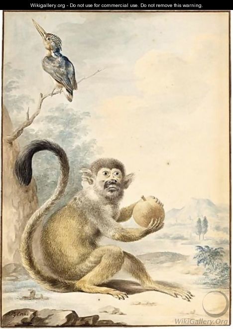A Squirrel Monkey Holding A Fruit And A Malachite Kingfisher Perched On A Branch - A. Pijl