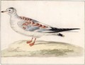 A Juvenile Seagull - Pieter the Younger Holsteyn