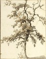 Study Of A Tree - Dutch School