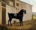 A Black Carriage Horse Outside A Stable - John Nost Sartorius