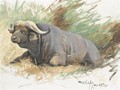 Study Of A Buffalo - Wilhelm Kuhnert