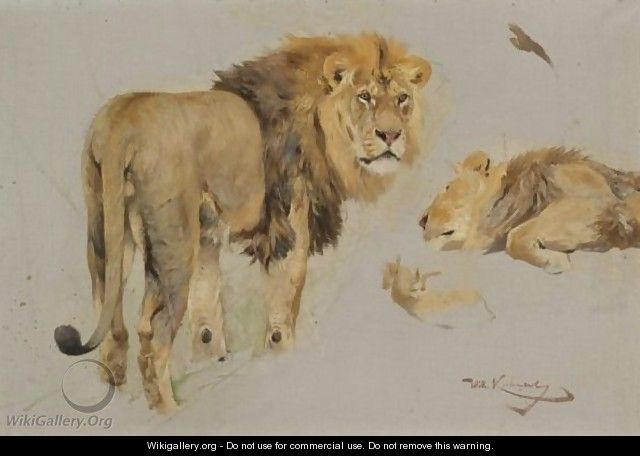 Study Of Lions - Wilhelm Kuhnert