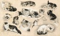 A Study Of Kittens - Henriette Ronner-Knip
