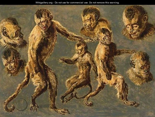 Various Studies Of Capuchin Monkeys - Flemish School