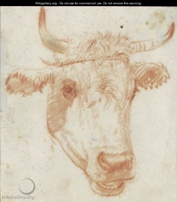 Study Of The Head Of A Cow - (after) Karel Dujardin