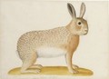 Study Of A Hare - Franz Anton von Scheidel