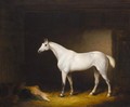 A Grey Racehorse In A Stable - Edmund Rolfe