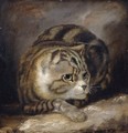 A Wild Cat - (after) James Northcote