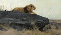 Lowe Auf Felsen (Lion On A Rock) - Wilhelm Kuhnert