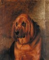 Portrait Of A Bloodhound - Robert Nightingale