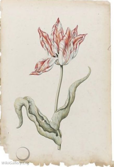 Study Of A Red And White Tulip - Dutch School