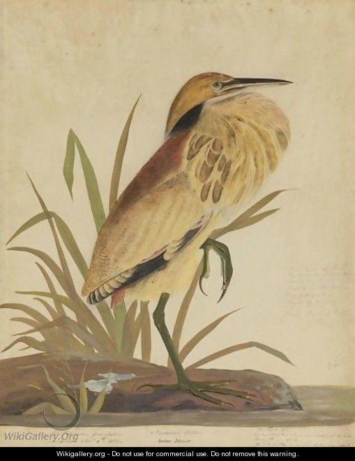 American Bittern (Ardea Minor) - John James Audubon