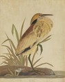 American Bittern (Ardea Minor) - John James Audubon