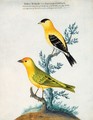 A Yellow Redpole And An American Goldfinch - Isaac Spackman