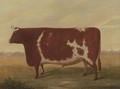 The Improved Lincolnshire Ox - William Willoughby