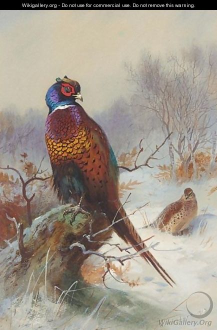 A Pair Of Pheasants 2 - Archibald Thorburn