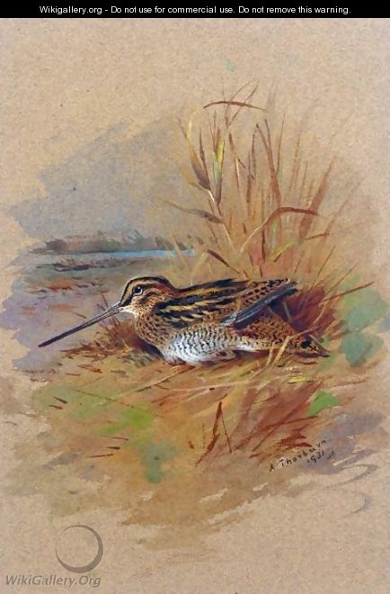 A Snipe Sheltering - Archibald Thorburn