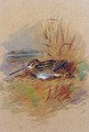 A Snipe Sheltering - Archibald Thorburn