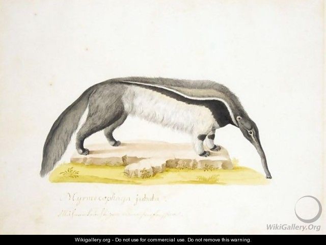 An Anteater - Franz Anton von Scheidel