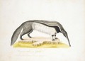 An Anteater - Franz Anton von Scheidel