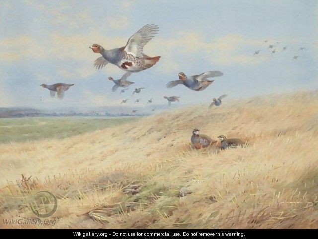 Grey Partridges In Flight - Archibald Thorburn