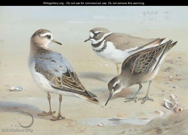A Knot, A Sandpiper And A Little Ringed Plover - Archibald Thorburn