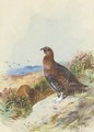 Red Grouse - Archibald Thorburn