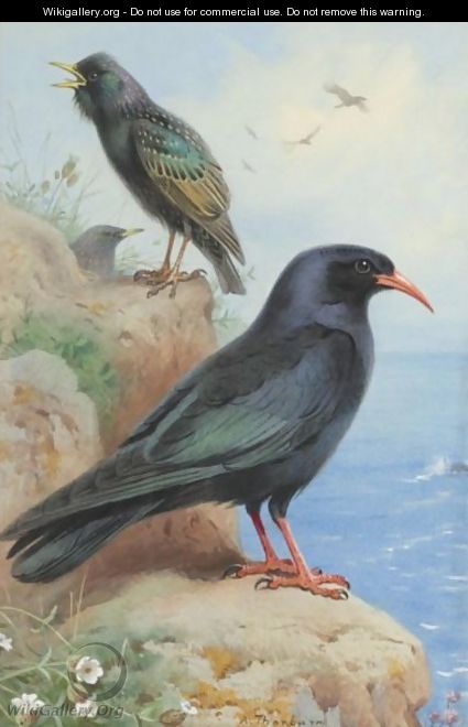 A Rock Starling And A Common Chough - Archibald Thorburn
