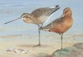 A Pair Of Bar-Tailed Godwit - Archibald Thorburn