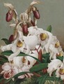 Orchids - Charles Storer