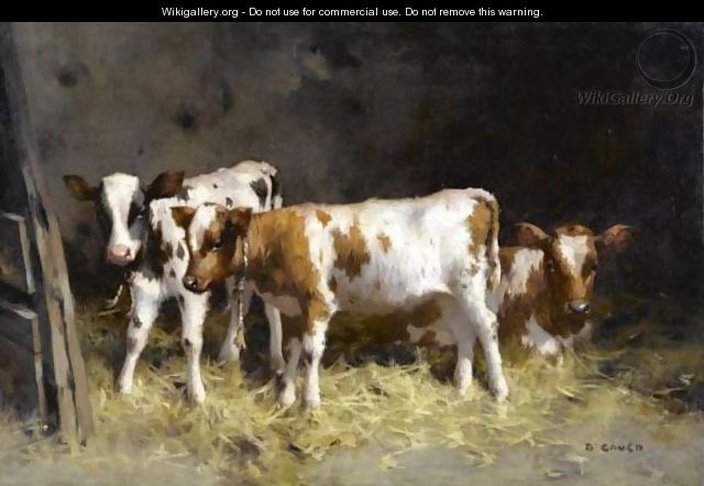 Calves At Rest - David Gauld