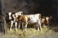 Calves At Rest - David Gauld