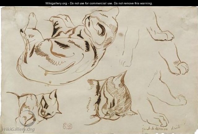 Sheet Of Studies Of A Sleeping Cat - Eugene Delacroix