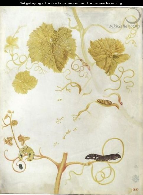 Two Caterpillars And A Chrysalis On A Vine - Maria Sibylla Merian