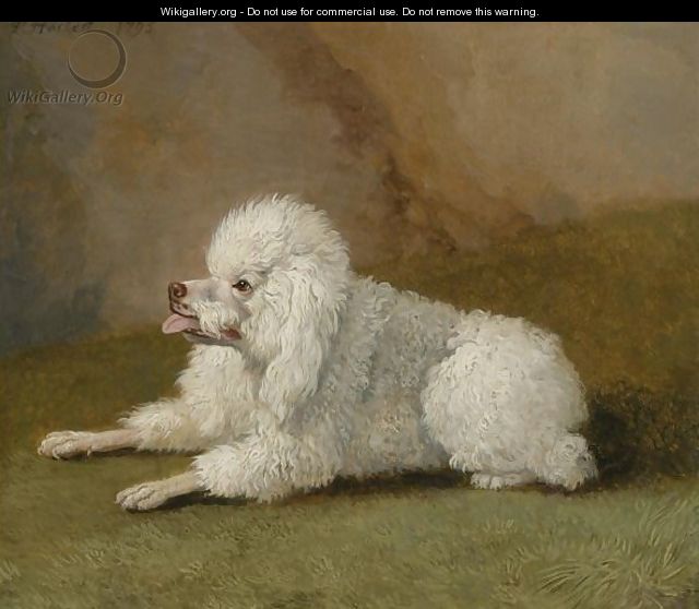 Portrait Of A Poodle - Jakob Philippe Hackert