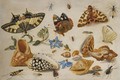 A Swallowtail (Papilio Machaon), Red Admiral (Vanessa Atalanta) And Other Insects With Shells And A Sprig Of Borage (Borago Officinalis) - Jan van Kessel