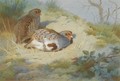A Pair Of Partridges On A Sandy Bank - Archibald Thorburn