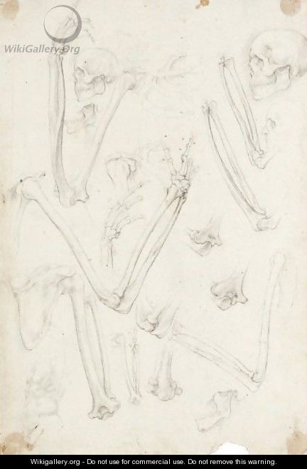 A Sheet Of Studies Of Human Skeletons Arms And Skulls - Giovanni Ambrogio Figino