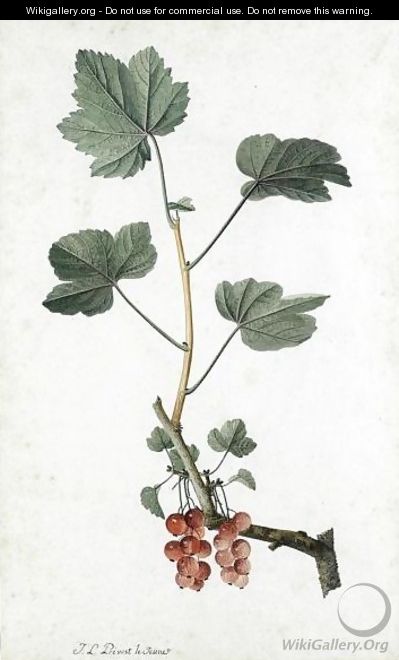 Study Of Redcurrants On A Branch - Jean-Louis Prevost