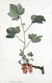 Study Of Redcurrants On A Branch - Jean-Louis Prevost