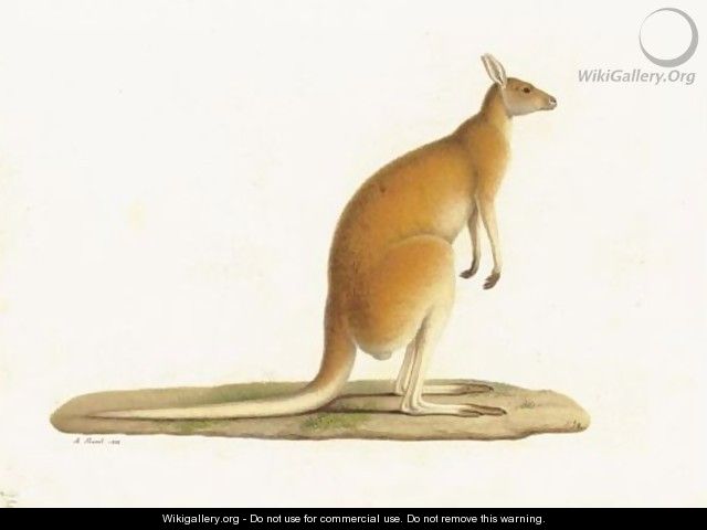 A Kangaroo (Macropus Rufus) - A. Prevost
